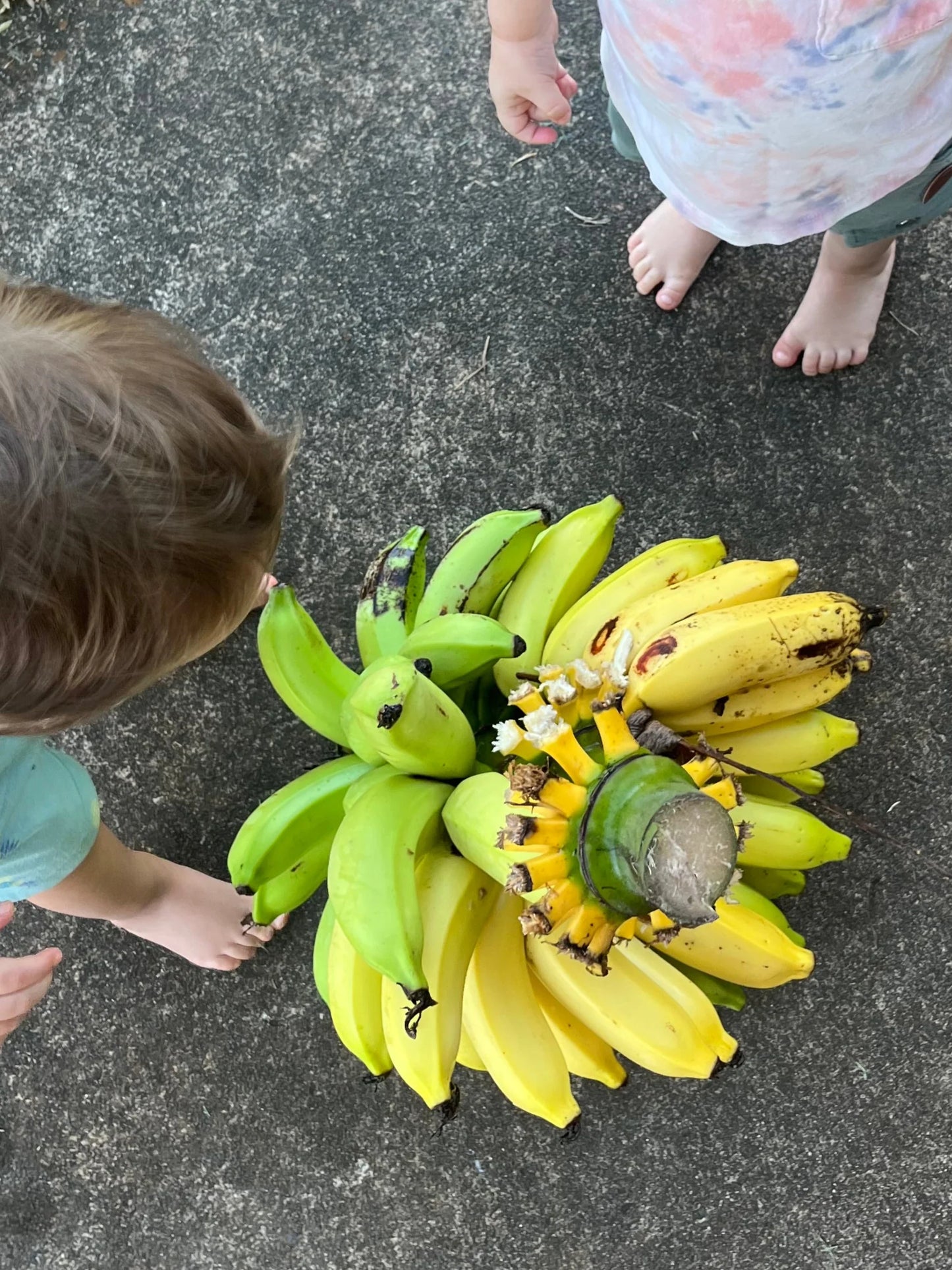Muffins, Banana Bread (4 pack)
