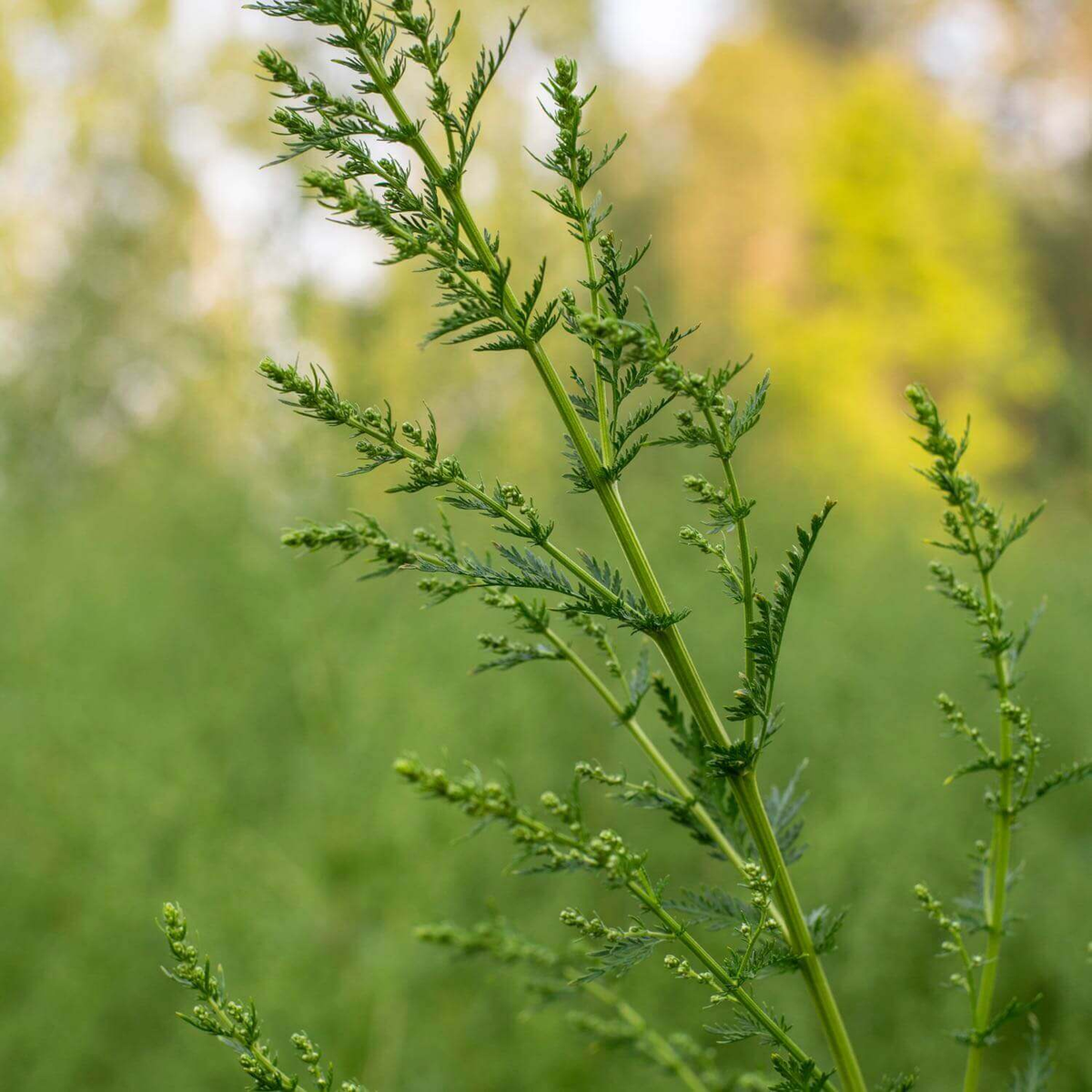 artemisia annua_3