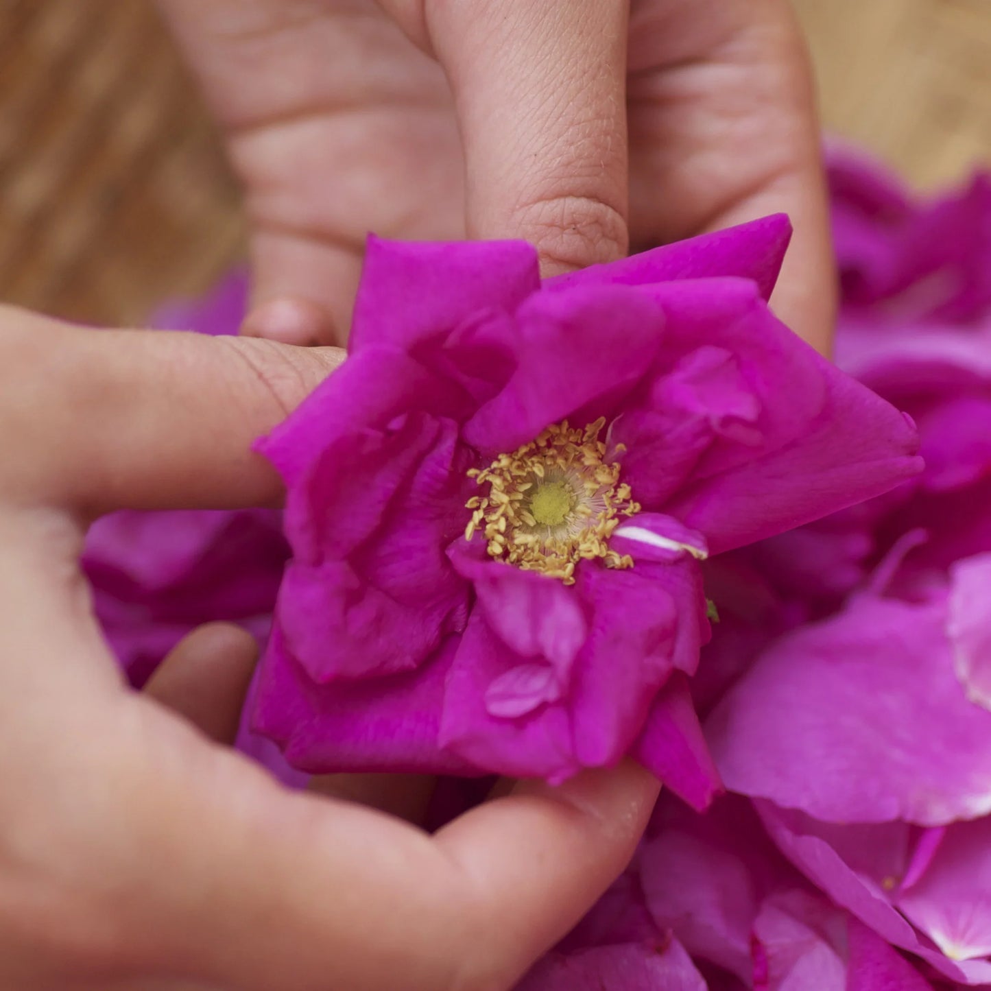 Rose Petal Elixir - Single Herb, Alcohol-Free (2 fl oz)
