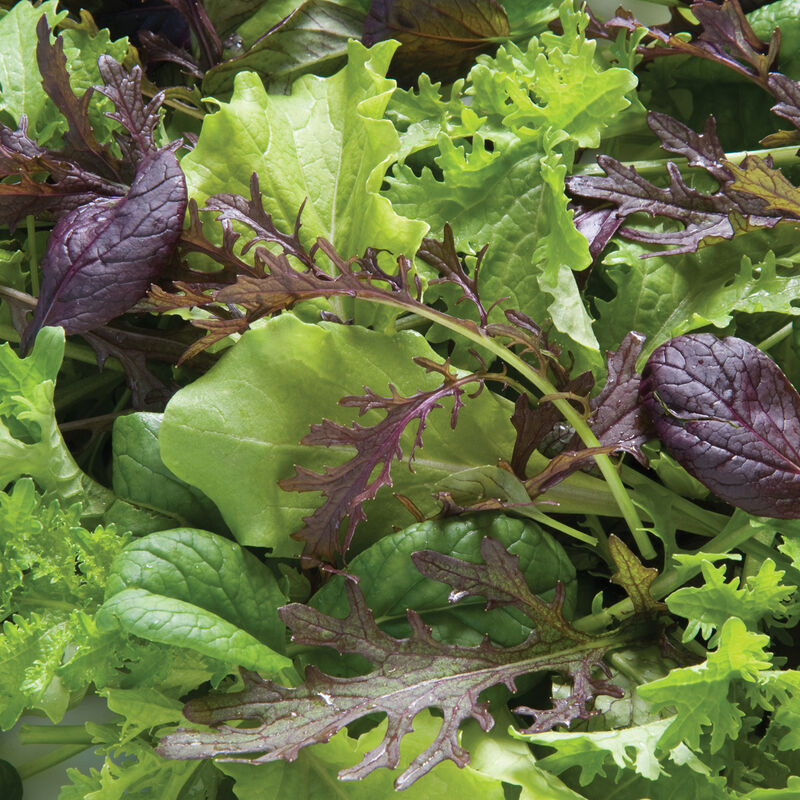 Greens Mix - Local MA, Organic ($12/bag)
