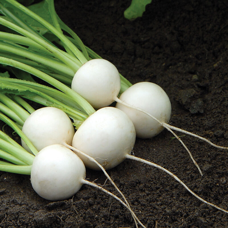 Turnips, Hakurei - Organic ($6/bunch)