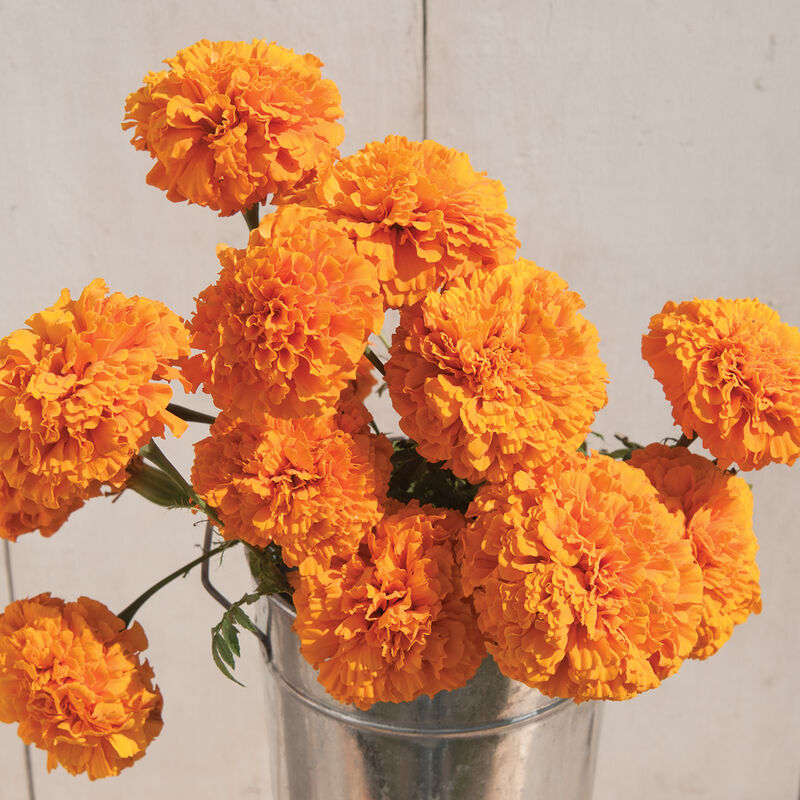 Marigolds, Giant ($18/bunch)