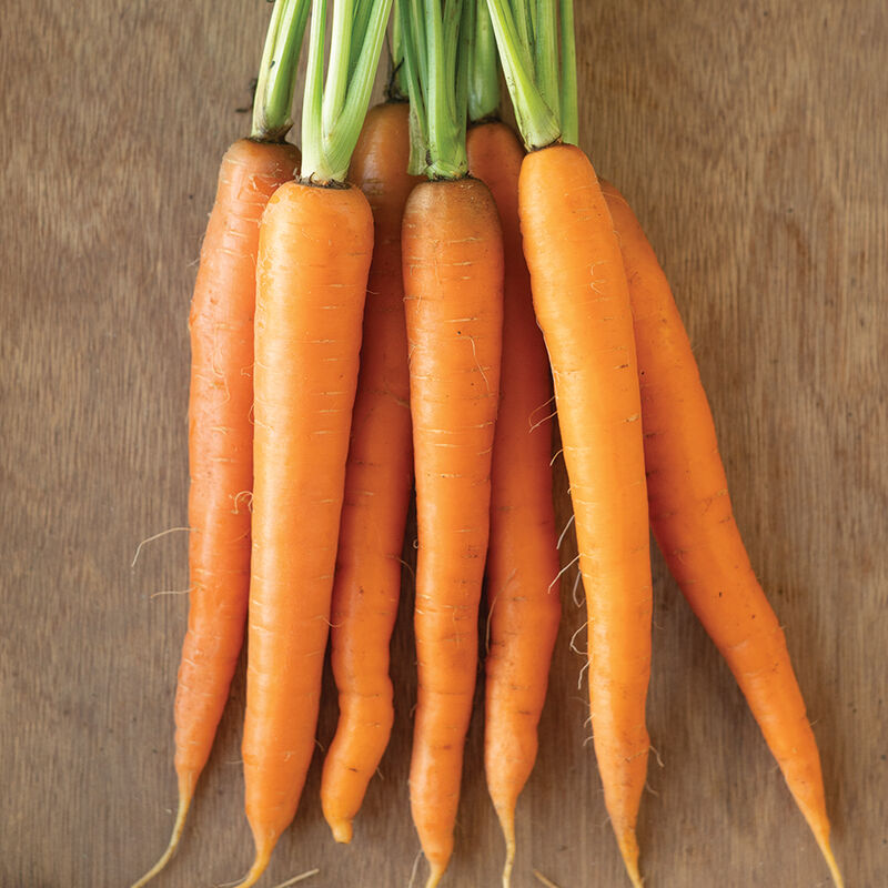 Carrots, Orange - Organic ($8/bunch)