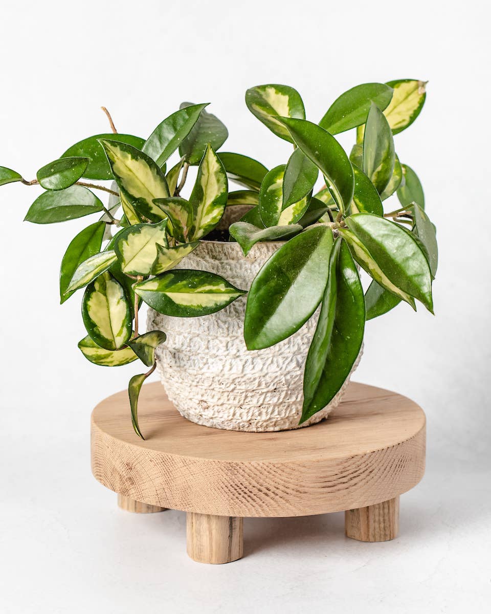 Round Reclaimed Wood Riser Stand | Made In USA