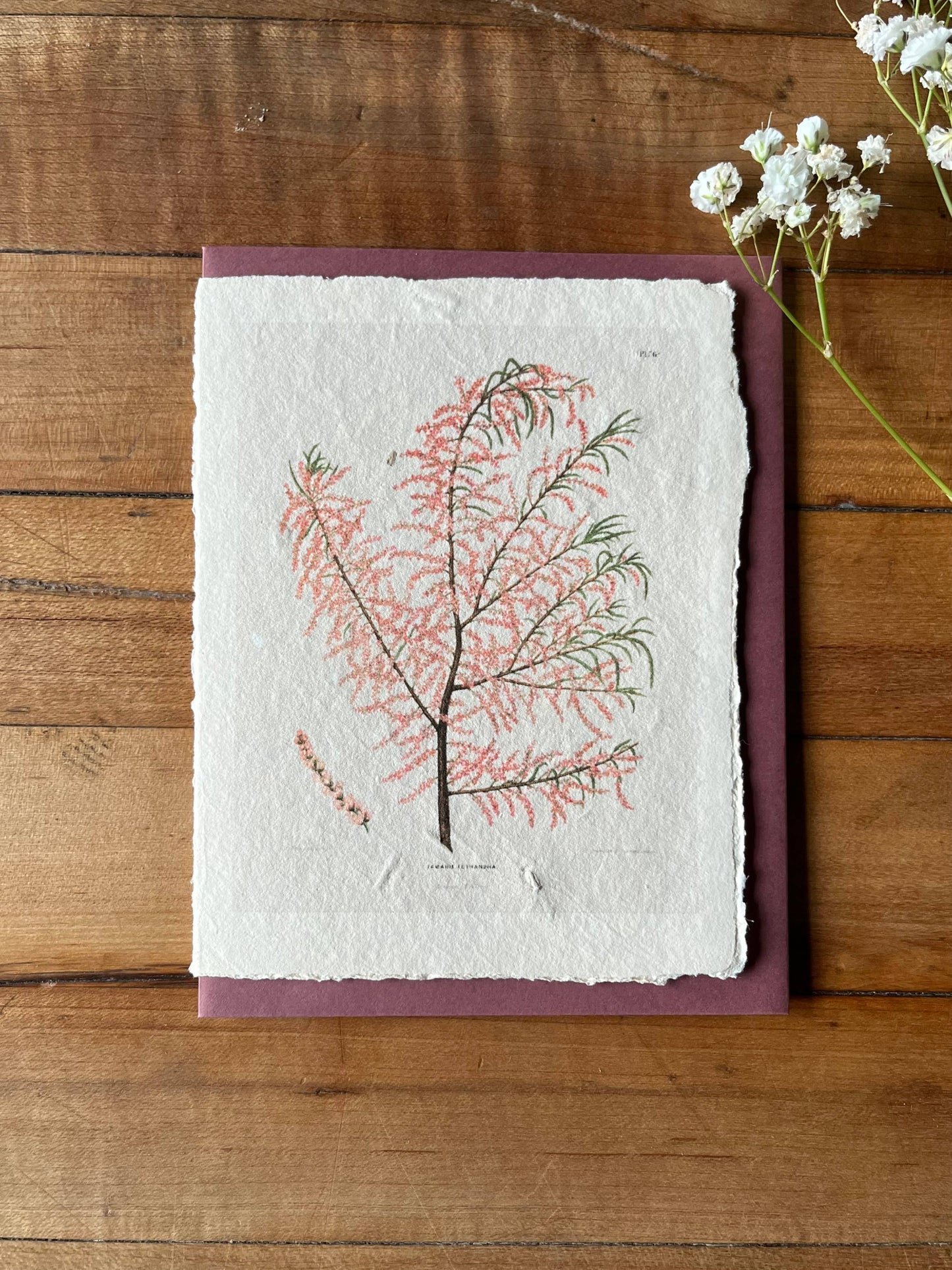 Salt Cedar handmade card 