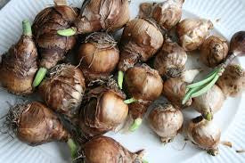 Bulbs - Daffodil (6” pot)