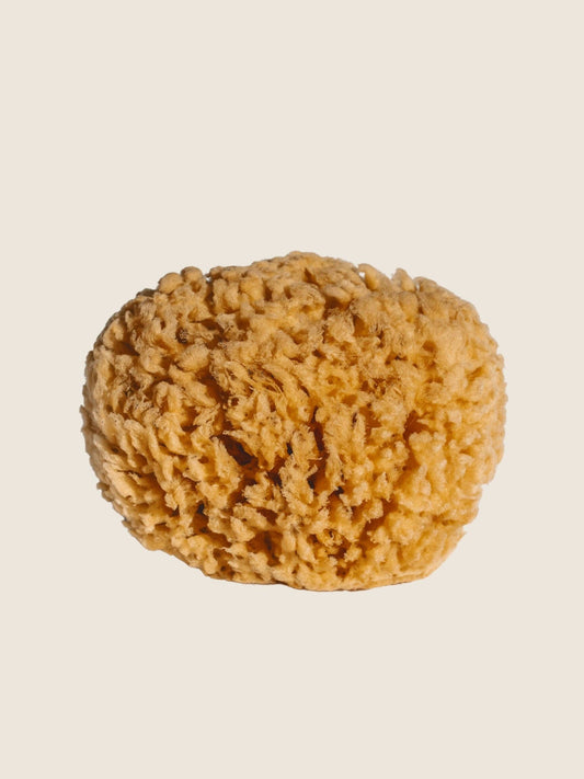Natural bathing sea sponge