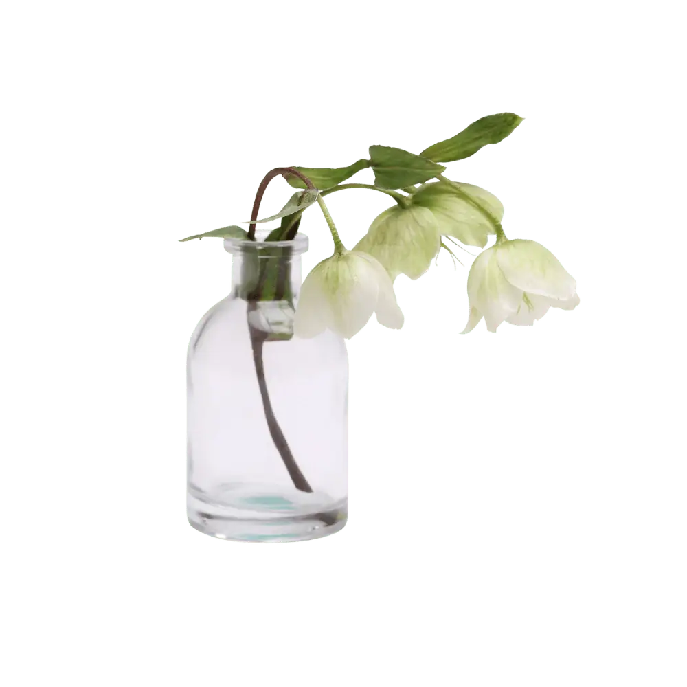Transparent Bud Vase Set Oval, Round, Square