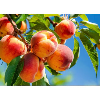 Peaches, Yellow - Local, IPM ($4/lb)