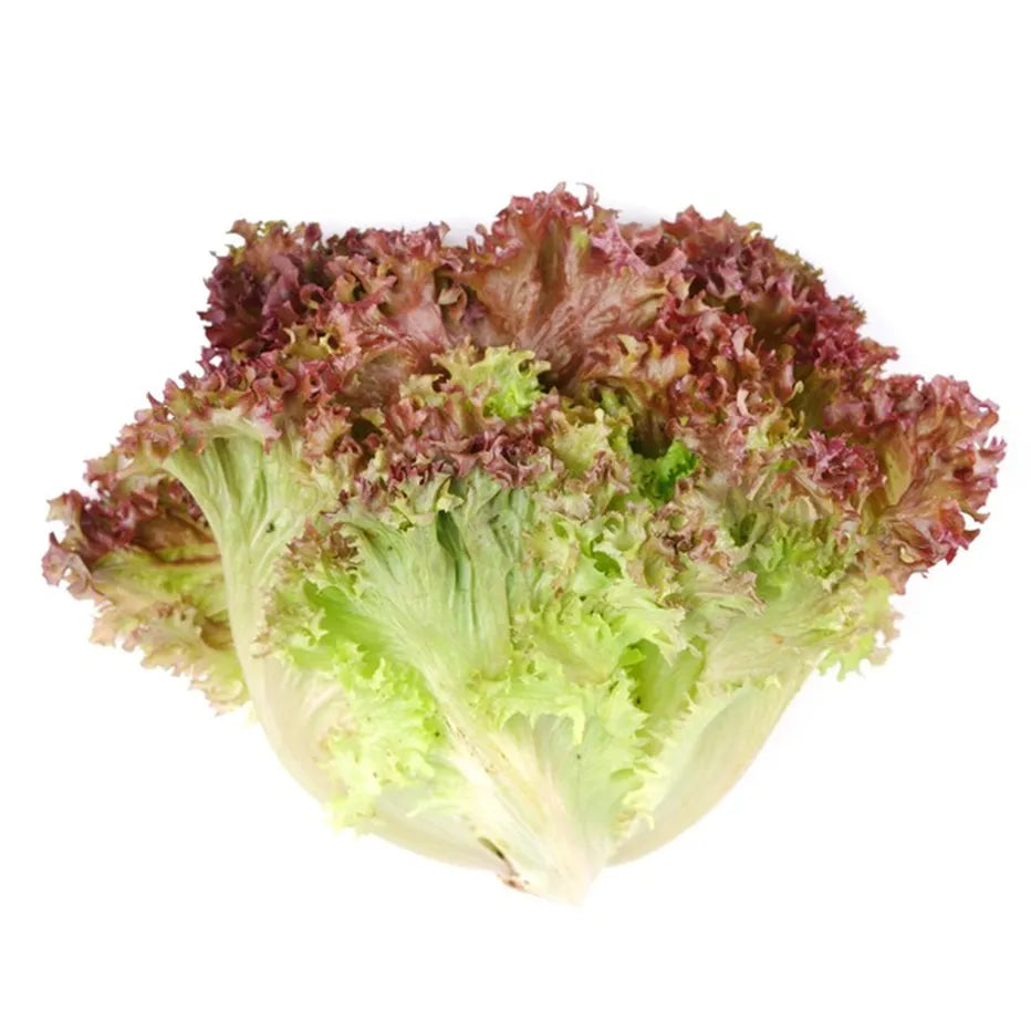Lettuce - Sweet Crisp, Red