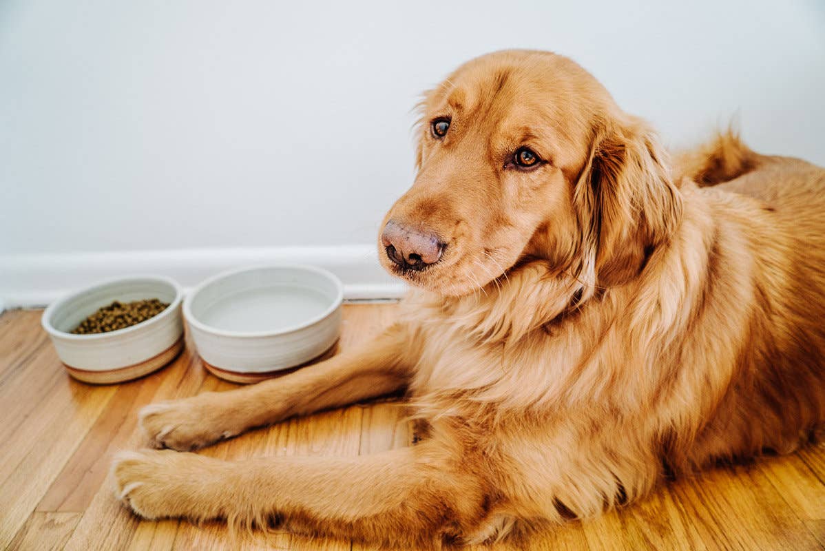 Dog Bowls Pair