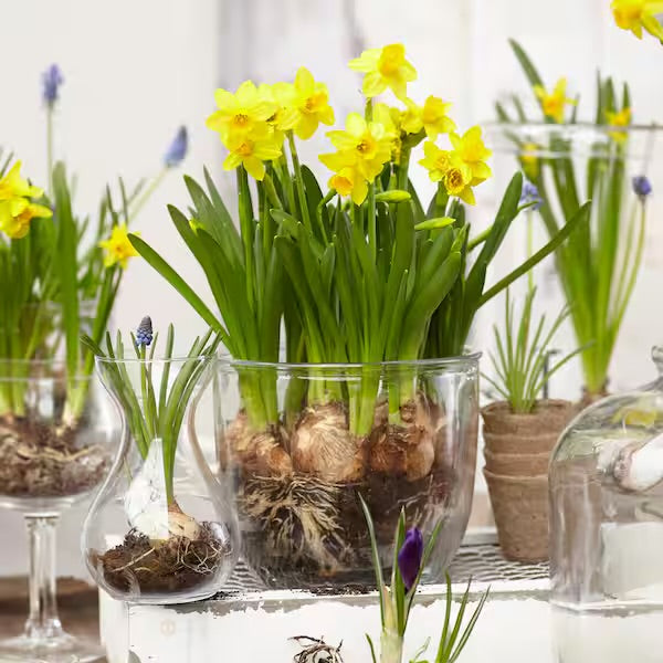 Bulbs - Tete a Tete (4.5” pot)