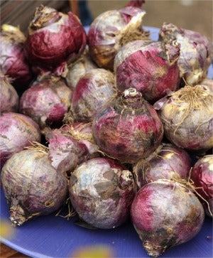 Bulbs - Hyacinth (4.5” pot)