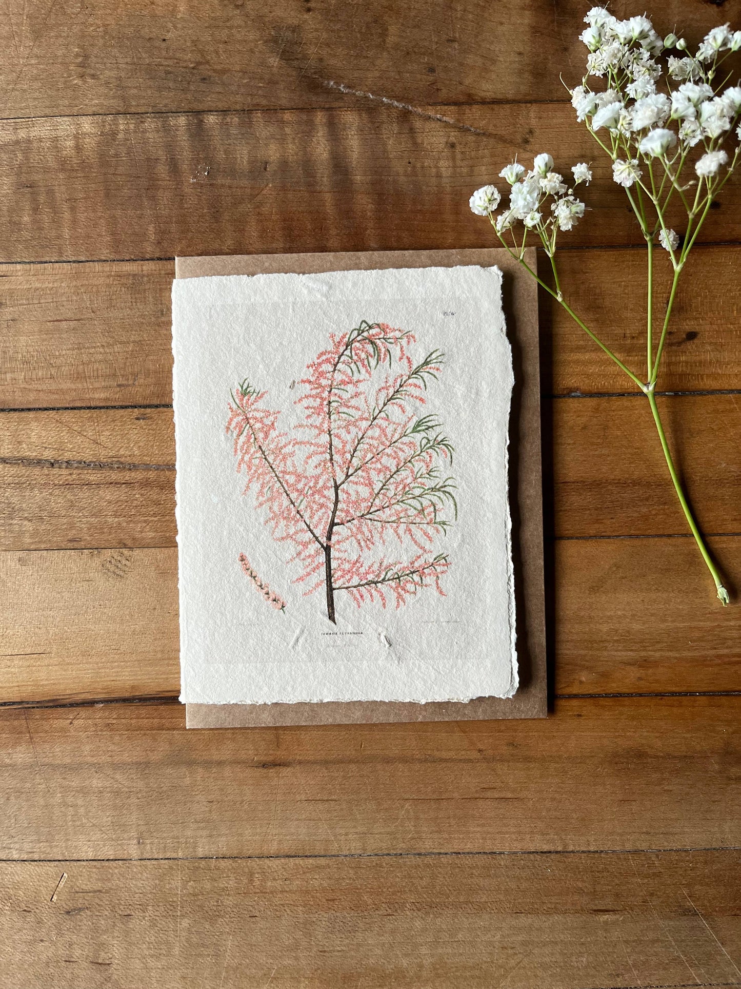 Salt Cedar handmade card 