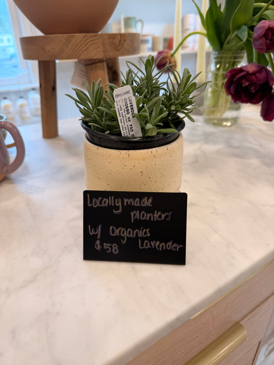 Handmade Ceramic Planter (5") with Organic Lavender Plant