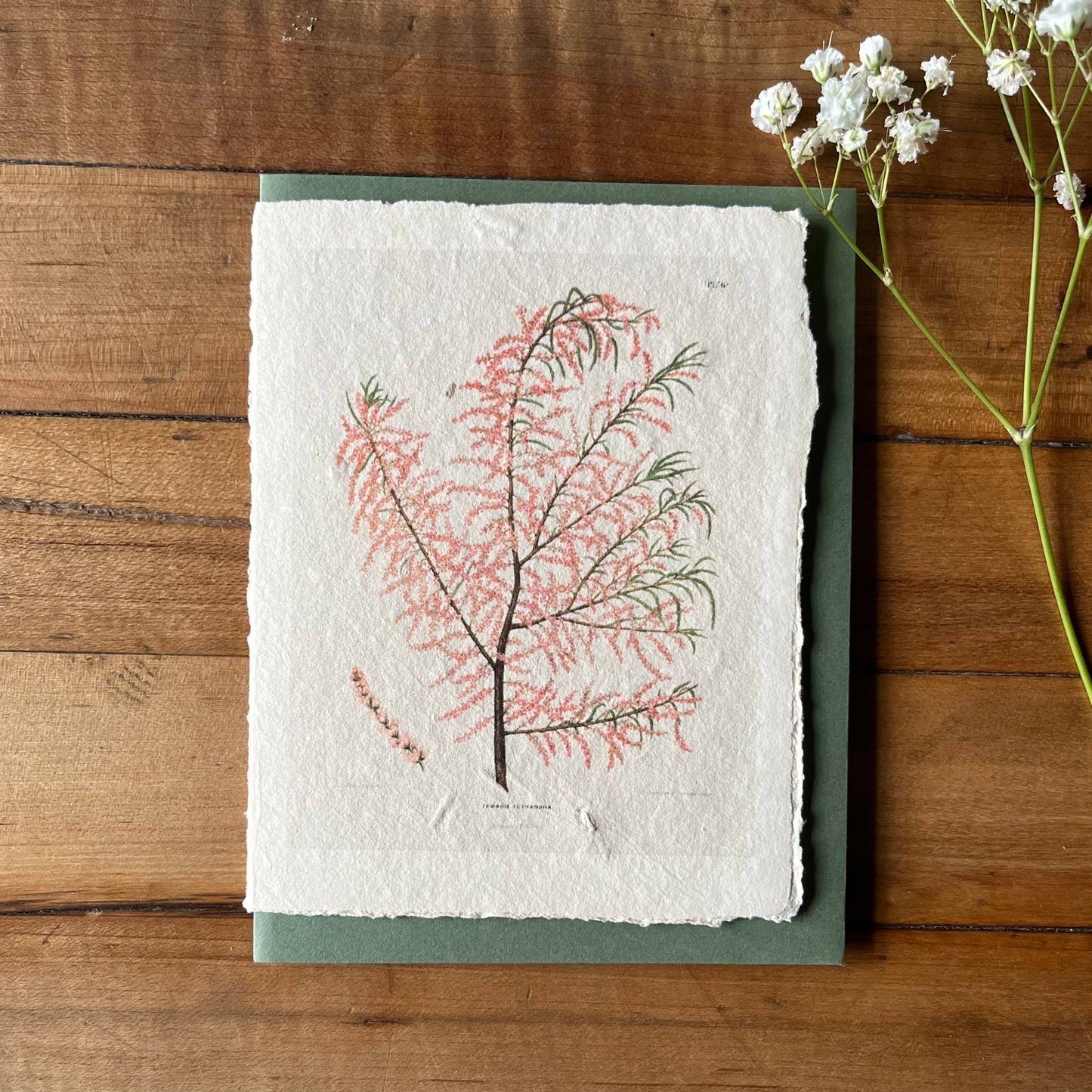 Salt Cedar handmade card 