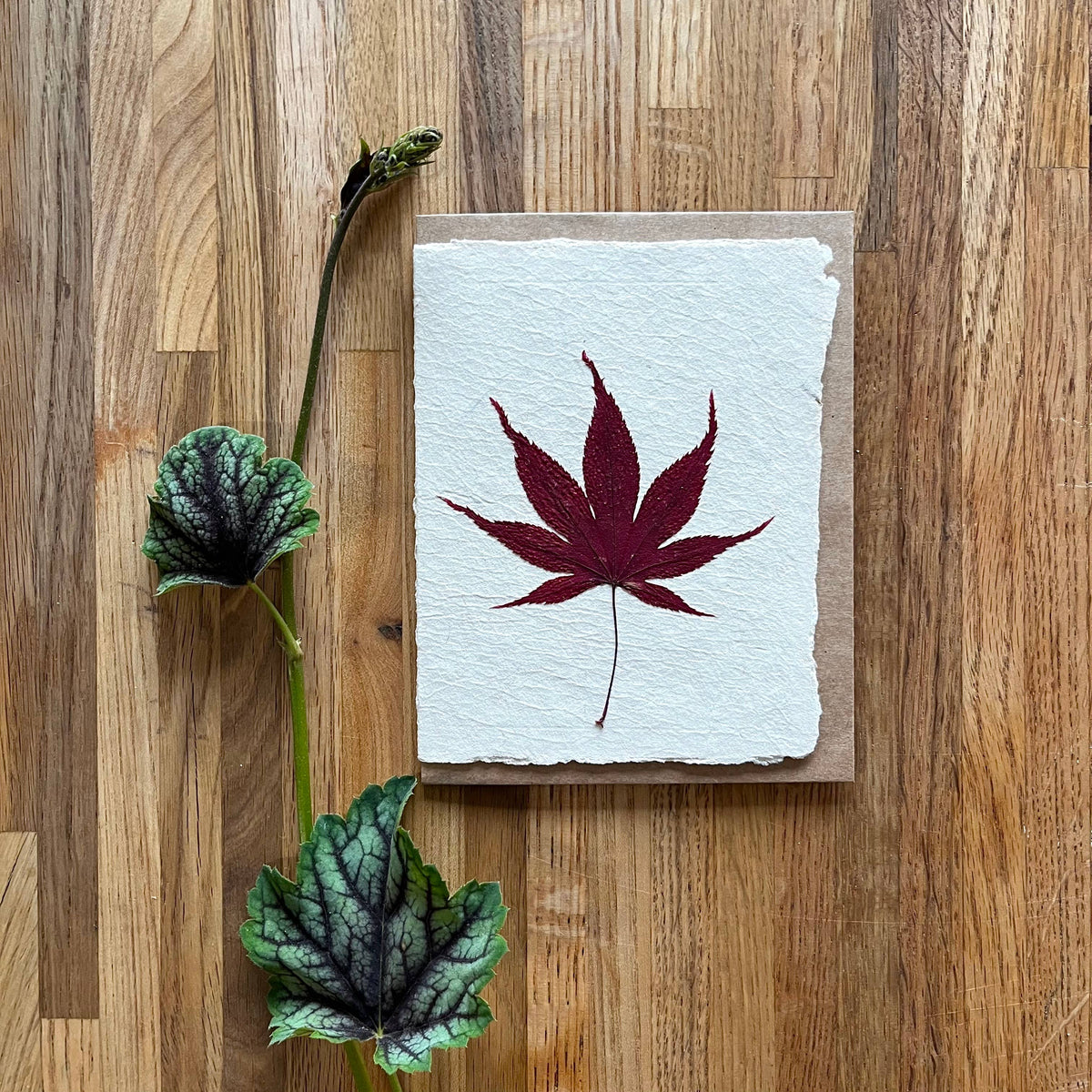 Japanese Red Maple leaf card