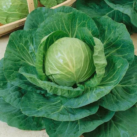 Cabbage, Green - Local, Organic ($5/ea)