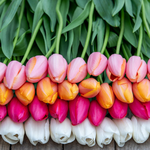 Tulips, French ($32/bunch)