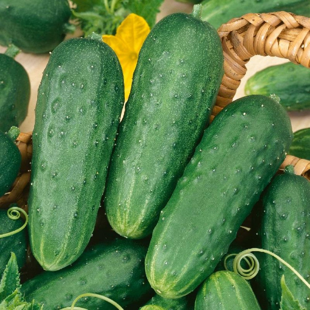 Cucumbers, Pickling - Organic ($6/lb)