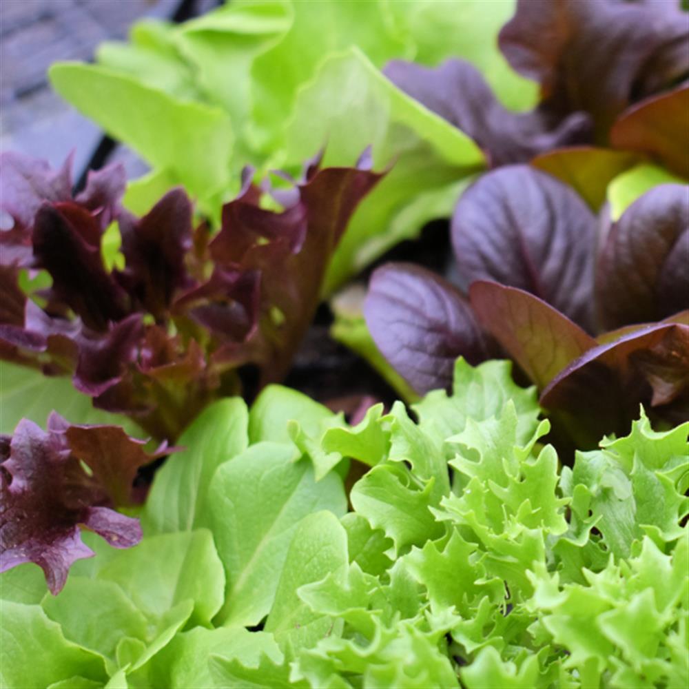 Lettuce Mix, Organic ($12/ea)