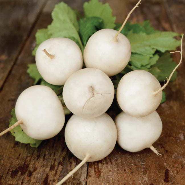 Turnips, Hakurei - Organic ($7/bunch)