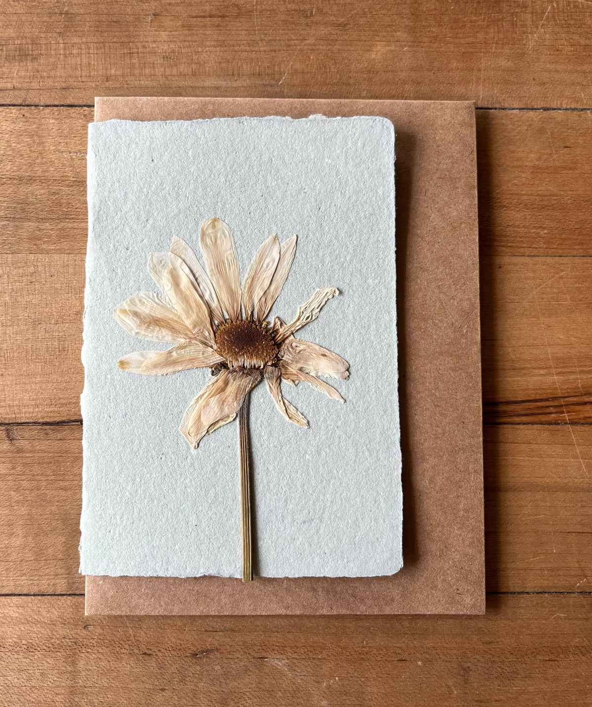 Montauk Daisy Pressed Flower Card