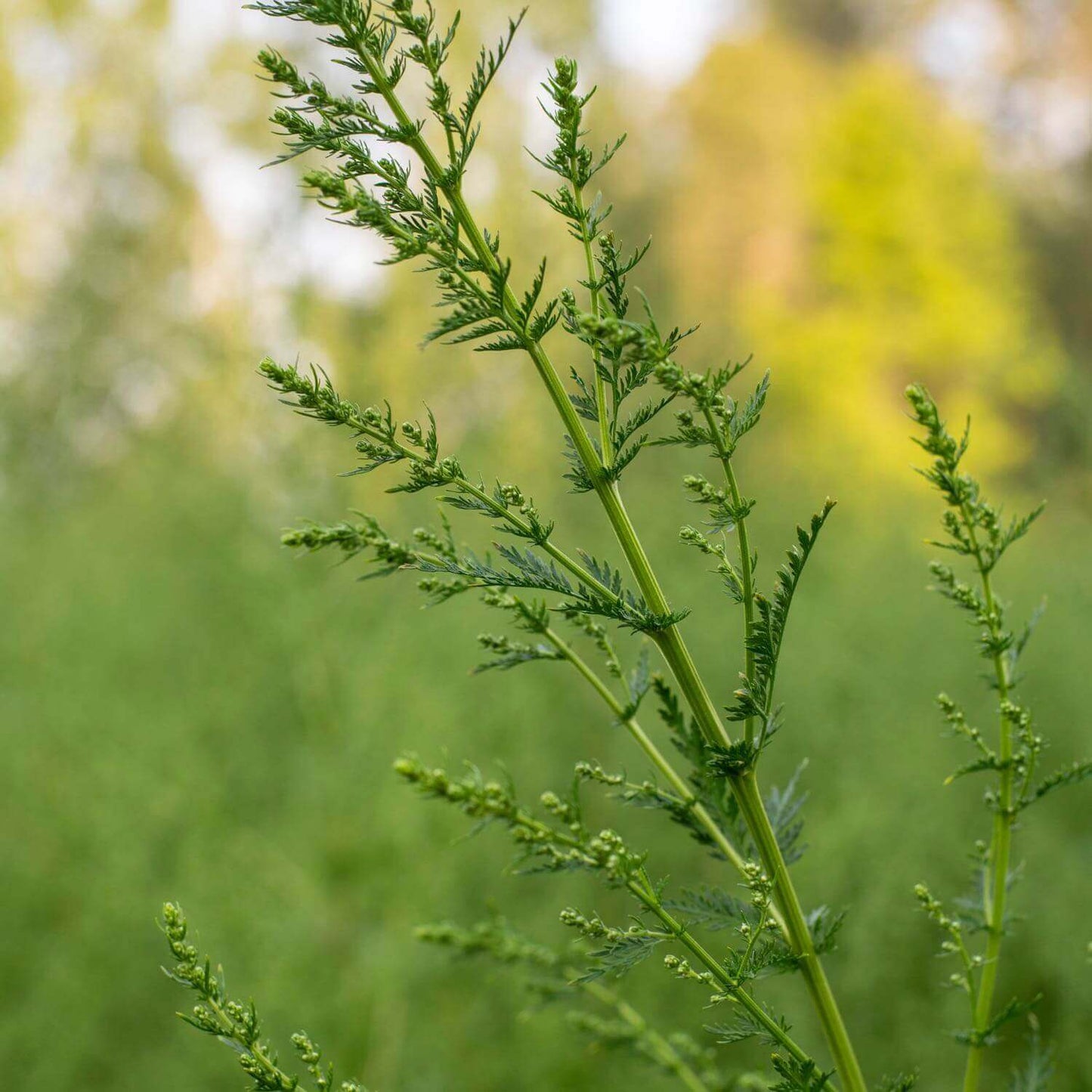 Artemisia Annua (4 oz) - Herb Pharm