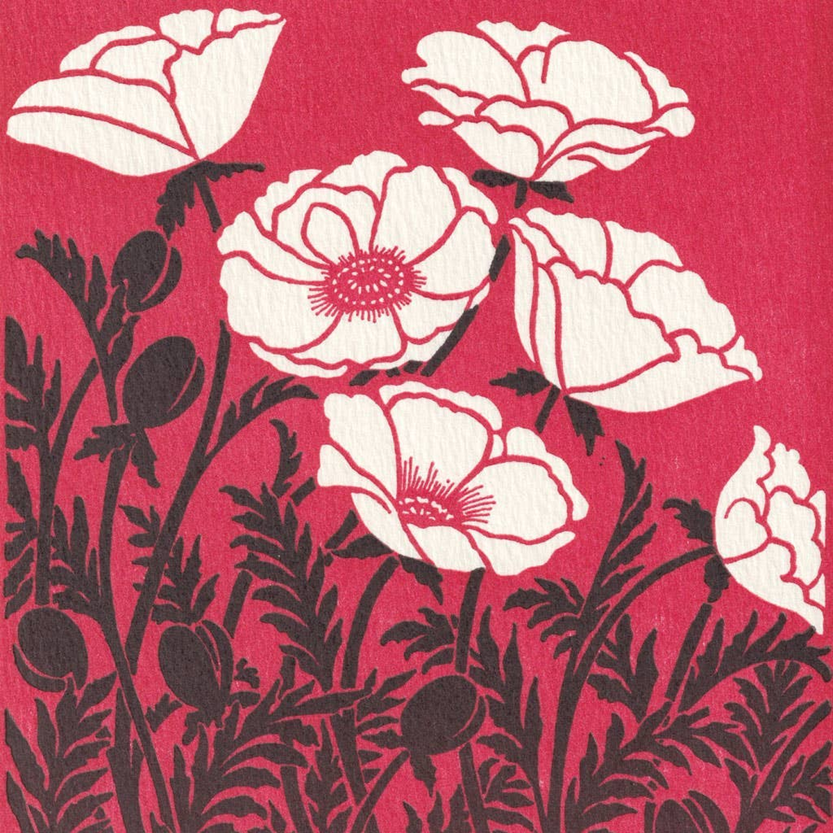 birthday papaver greeting card_3