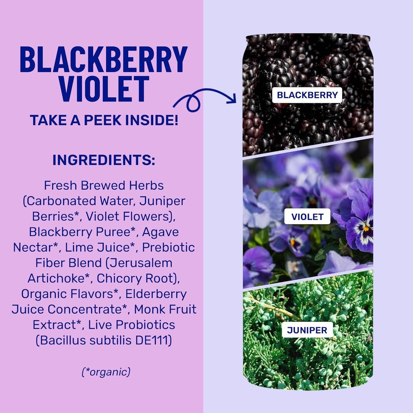 Blackberry Violet - Prebiotic + Probiotic Sparkling Drink (12 fl oz)