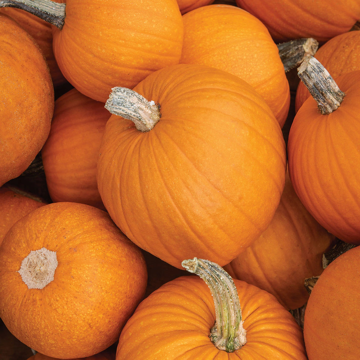 Pumpkin, Sugar - Local VT, Organic ($8/ea)