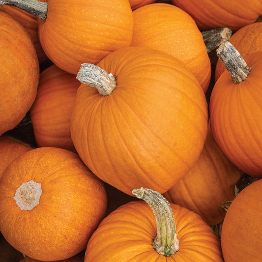 Pumpkin, Sugar - Local VT, Organic ($8/ea)
