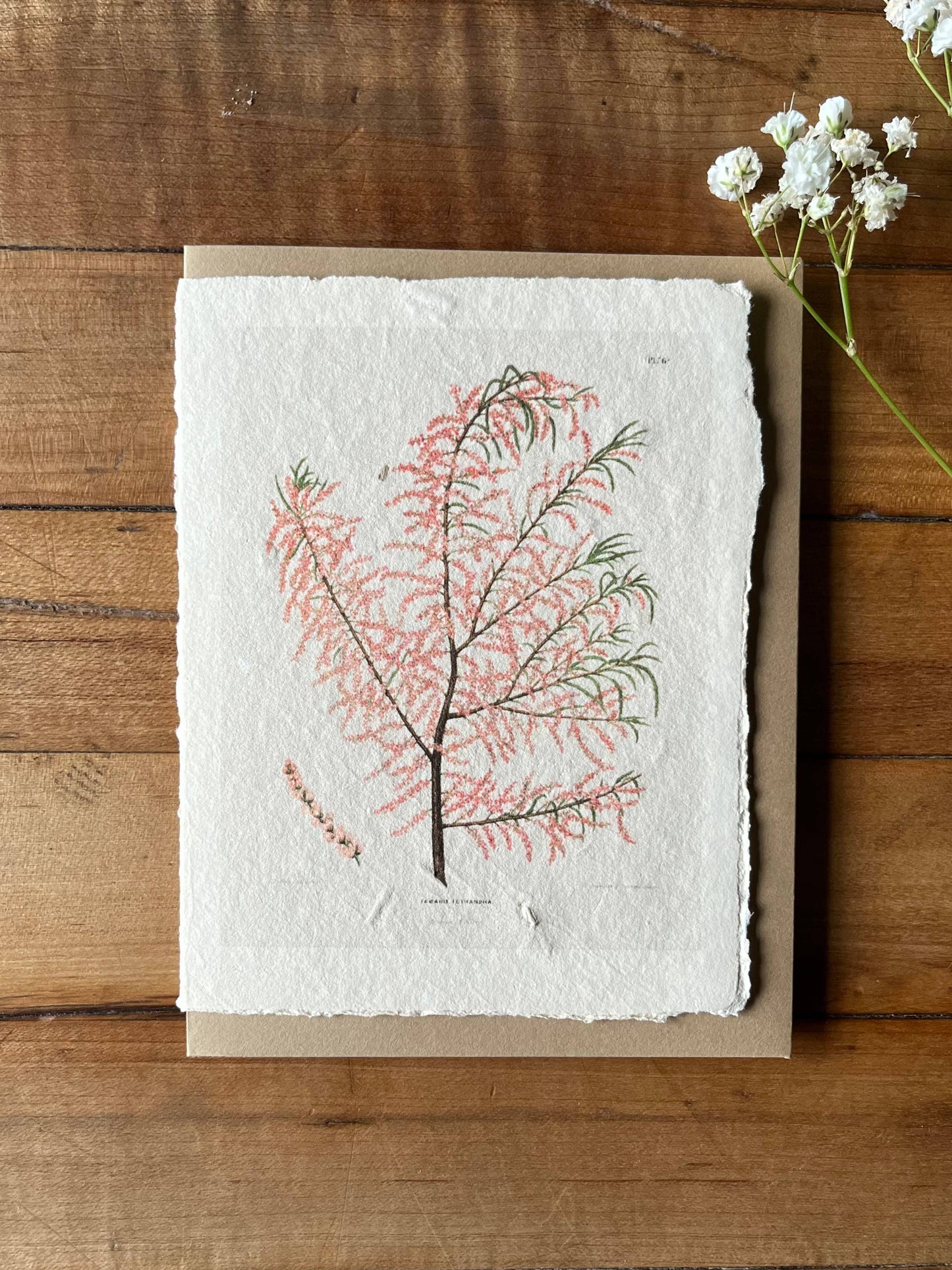 Salt Cedar handmade card 