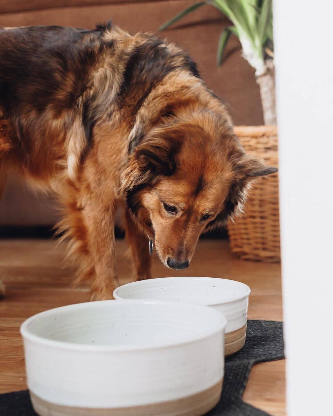 Dog Bowls Pair