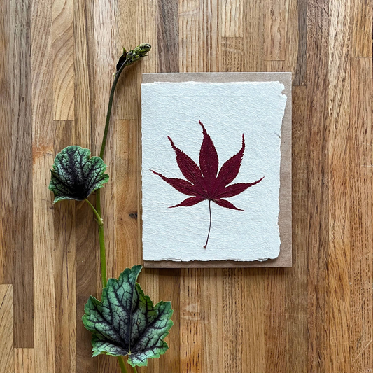 japanese red maple leaf card_1
