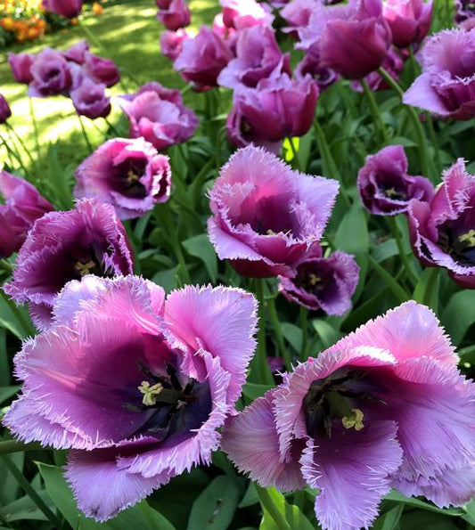 Tulips - Louvre ($32/bunch)