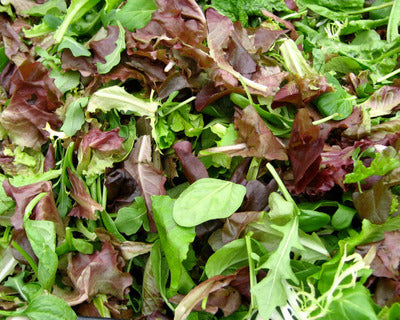 Salad Mix, Organic (8 oz) - Long Wind Farm
