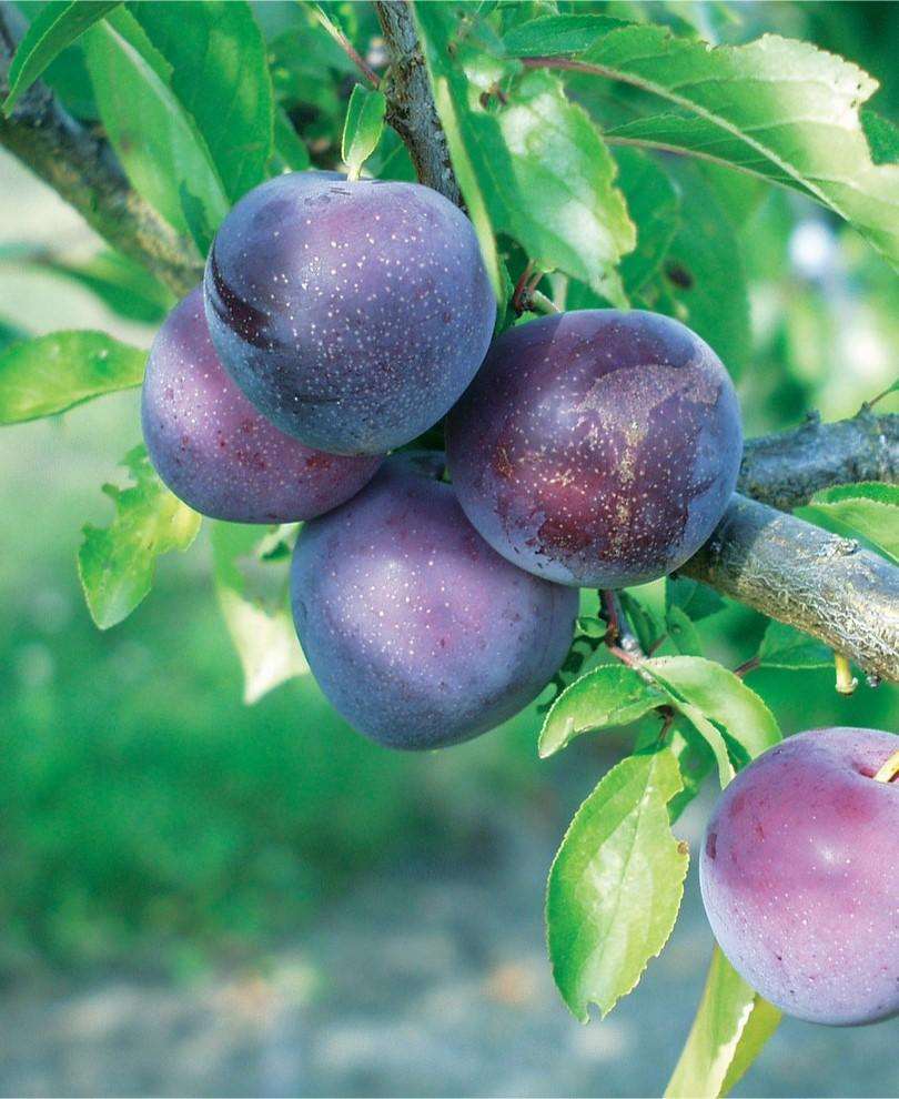 Plums, Methley - Local ($12/pint)