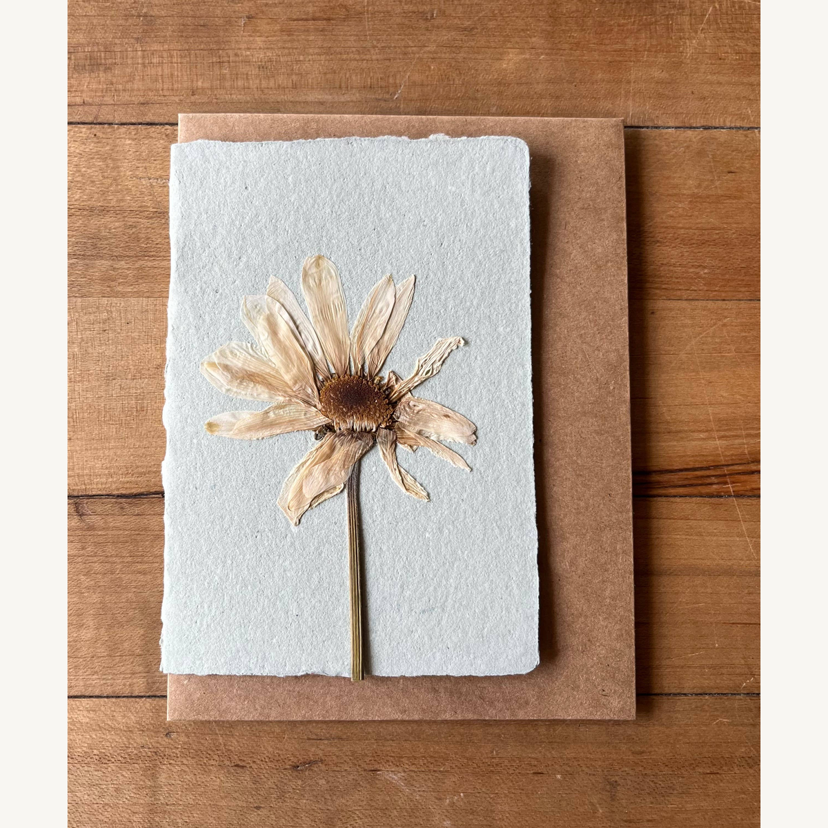 montauk daisy pressed flower card_1