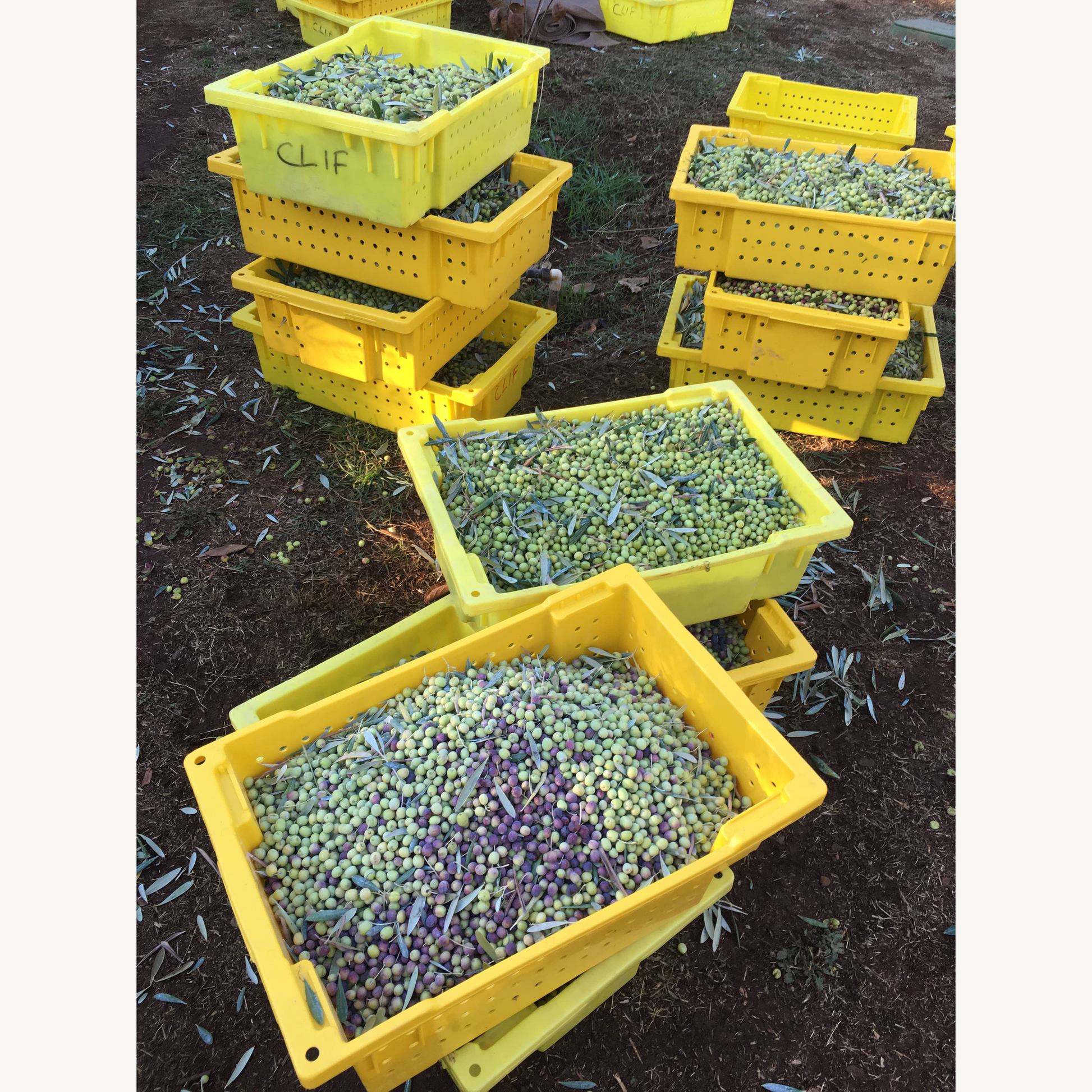 Organic Extra Virgin Olive Oil