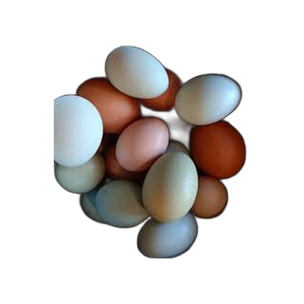 Eggs, Chicken - Pasture-raised, Organic-fed (1 dozen)