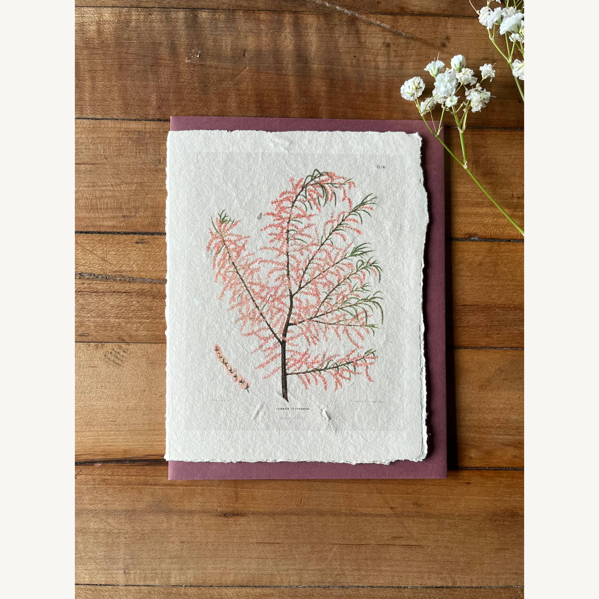 salt cedar handmade card_2