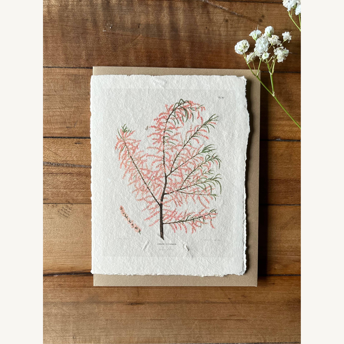 salt cedar handmade card_3