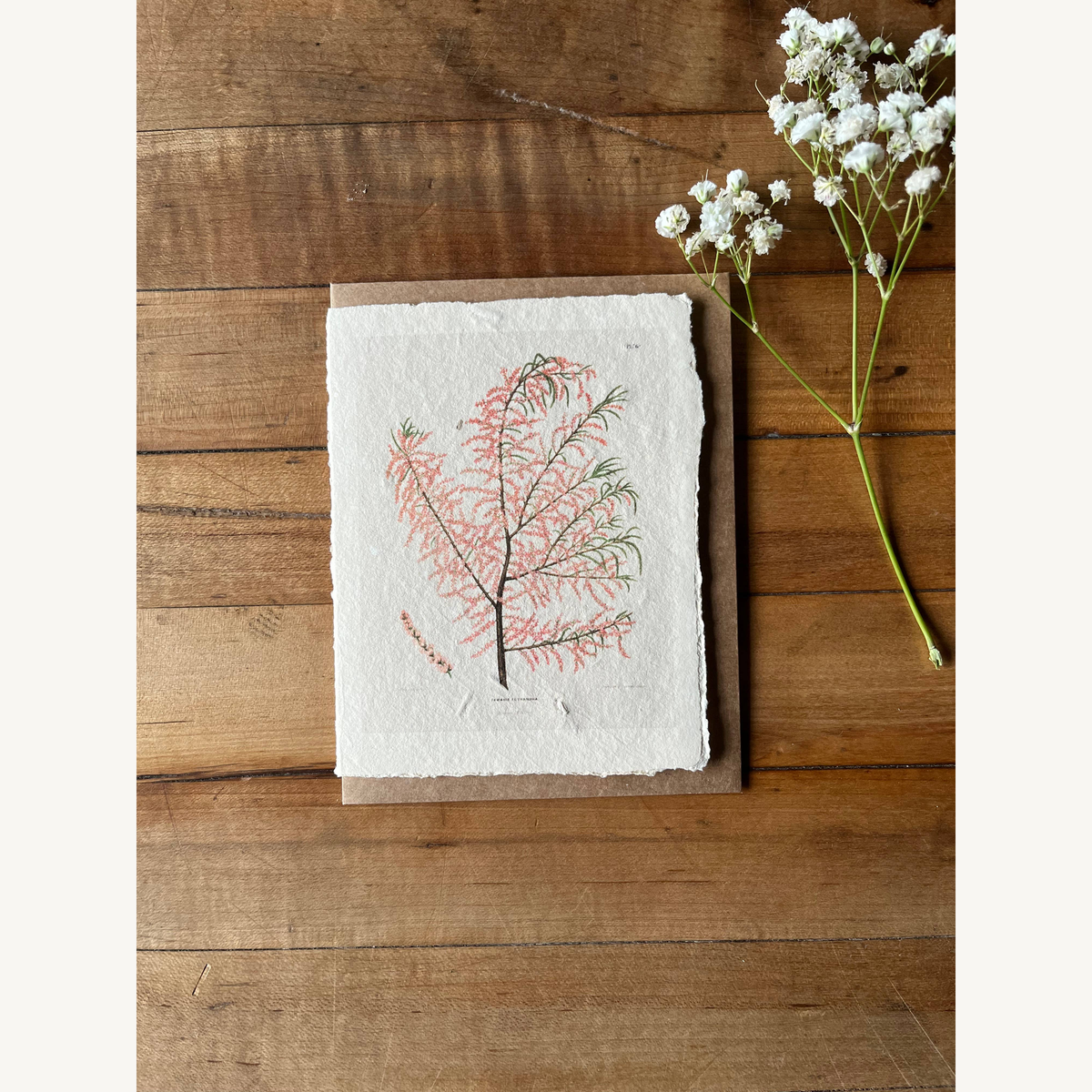 salt cedar handmade card_4