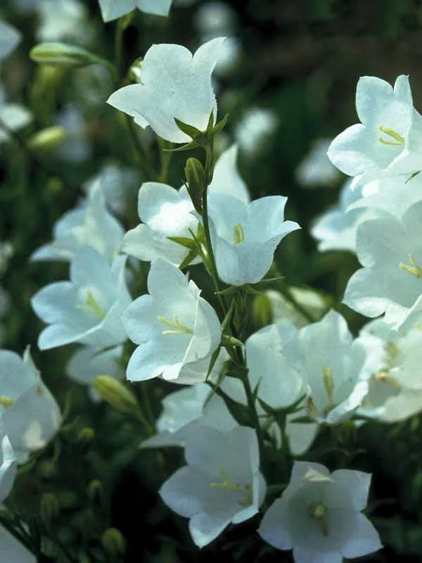 Campanula Bouquet ($40/ea)